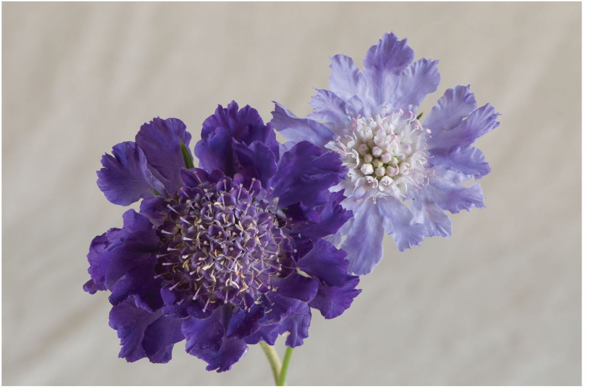 Fama Deep Blue – Scabiosa Seed